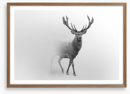 Deer from the mist