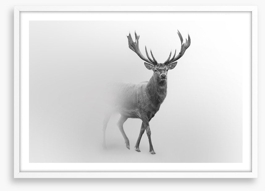 Deer from the mist