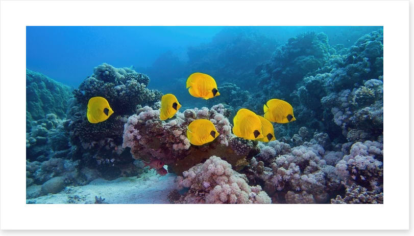 Butterflies of the reef