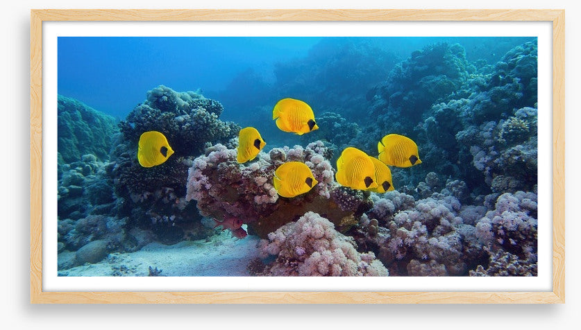 Butterflies of the reef