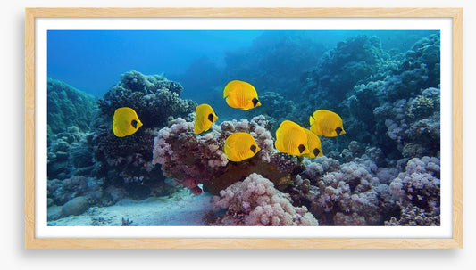 Butterflies of the reef