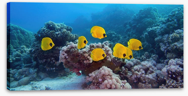 Butterflies of the reef