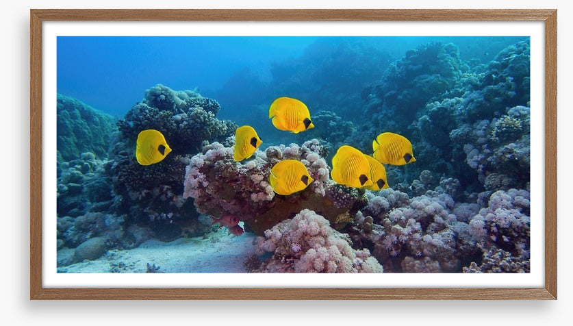 Butterflies of the reef