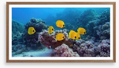 Butterflies of the reef