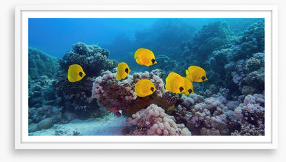 Butterflies of the reef
