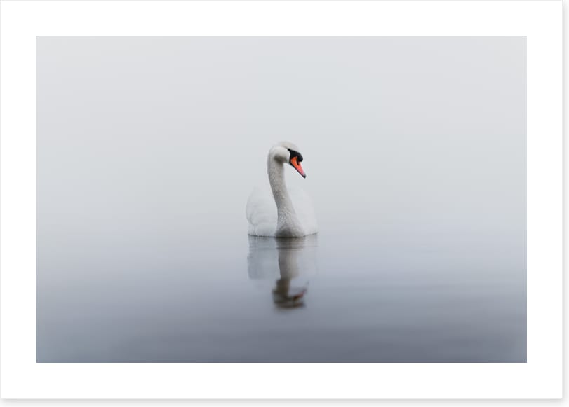 Lonely swan