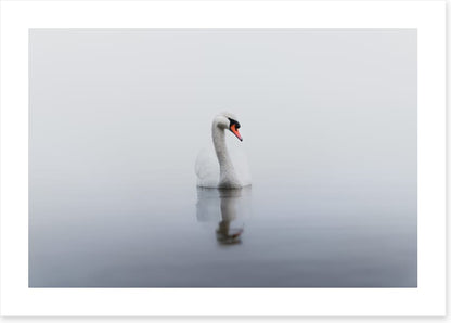 Lonely swan