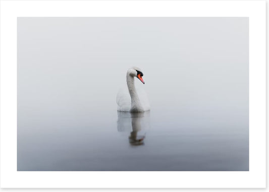 Lonely swan