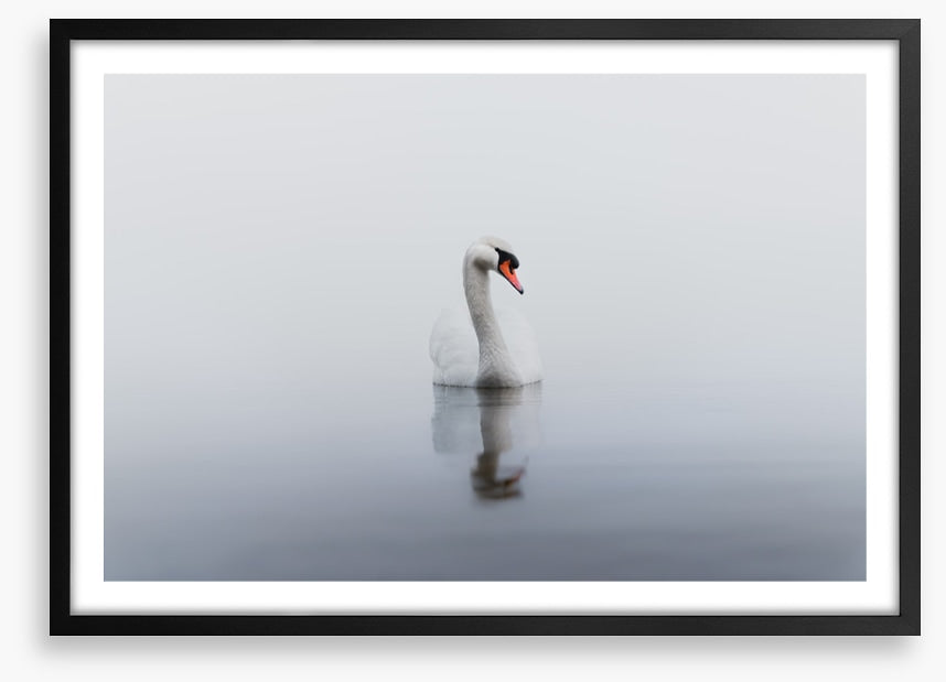 Lonely swan