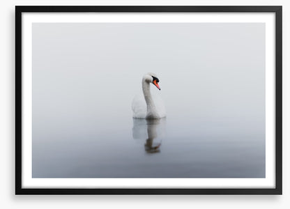 Lonely swan