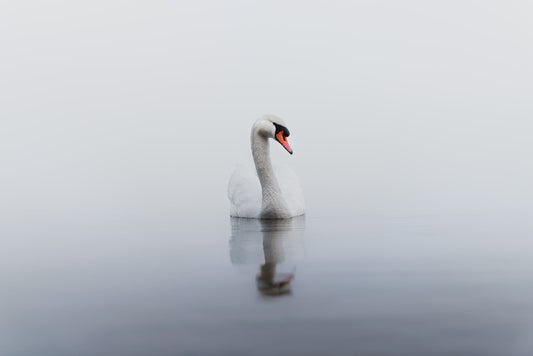 Lonely swan