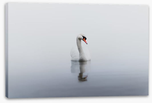 Lonely swan