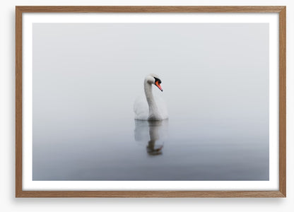 Lonely swan