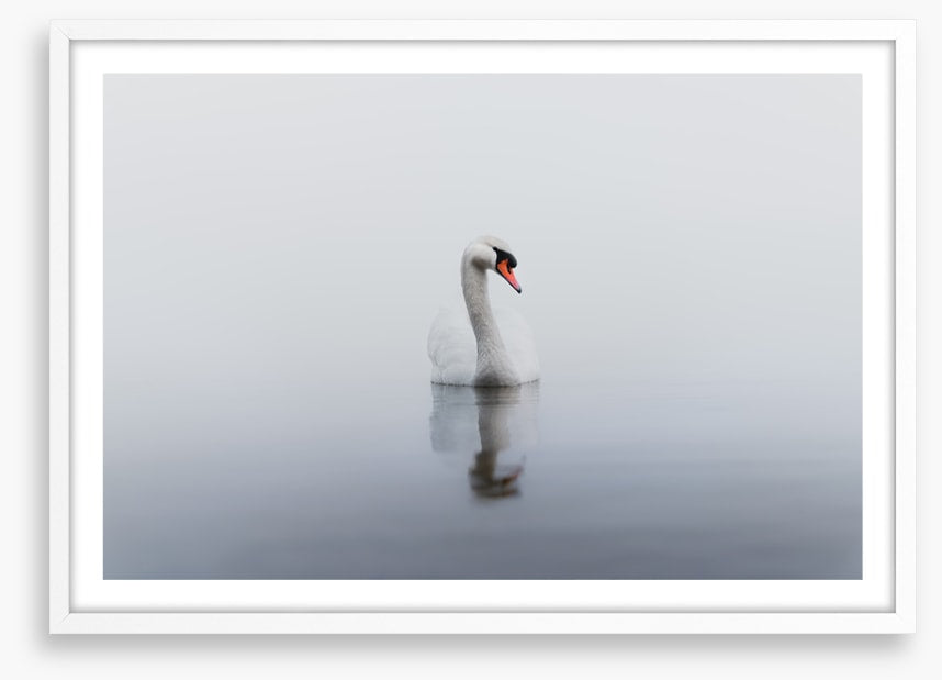 Lonely swan