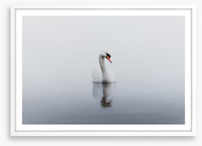 Lonely swan