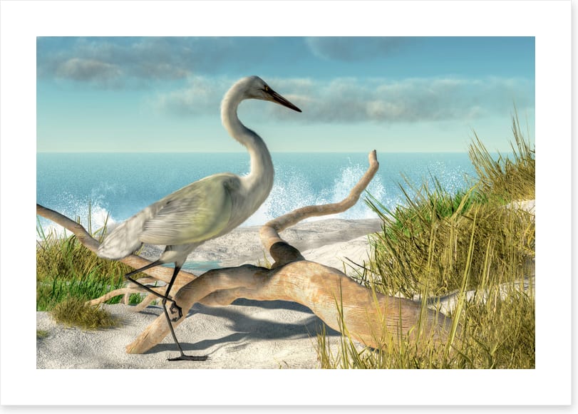 White egret beach