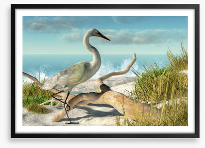 White egret beach