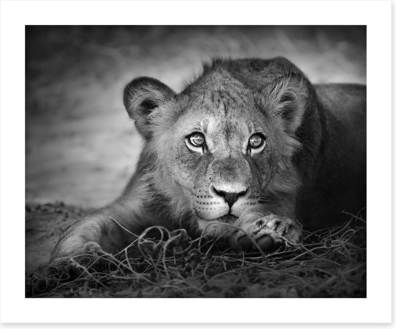 The young lion