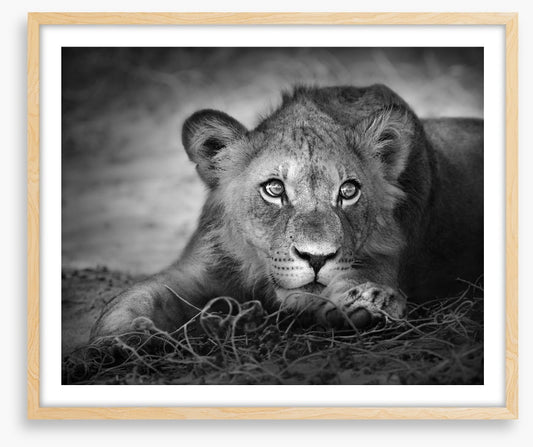 The young lion