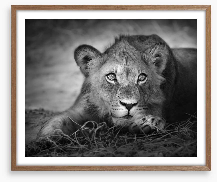 The young lion