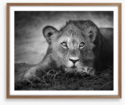 The young lion