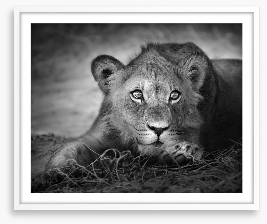 The young lion