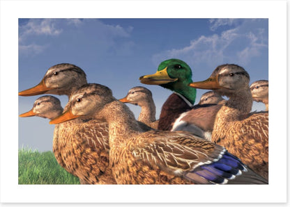 Birds