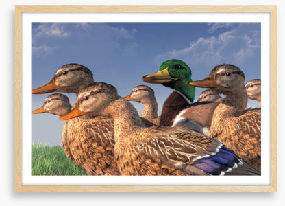 Birds
