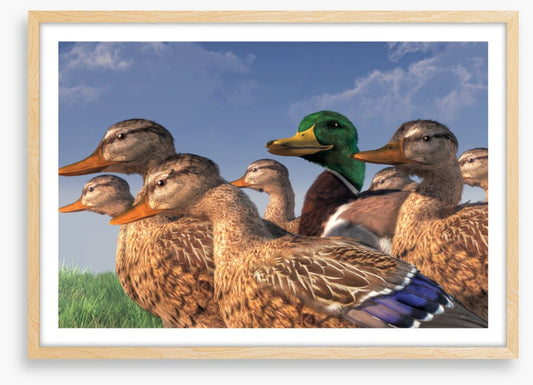 Birds