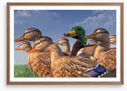 Birds