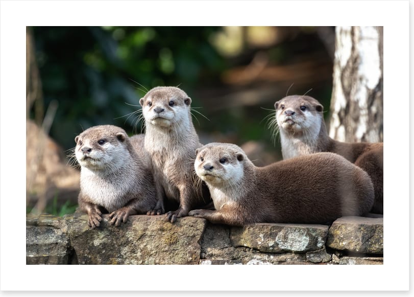Mammals