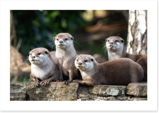 Mammals
