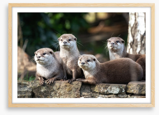 Mammals