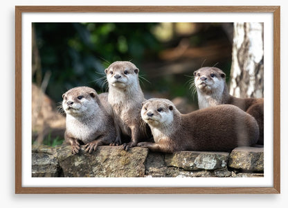 Mammals