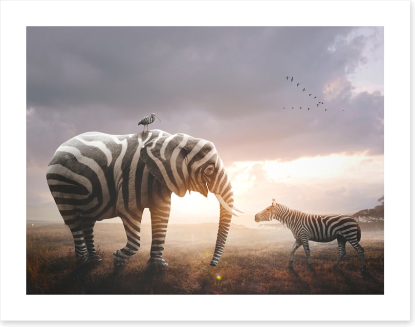 Surprise in stripes
