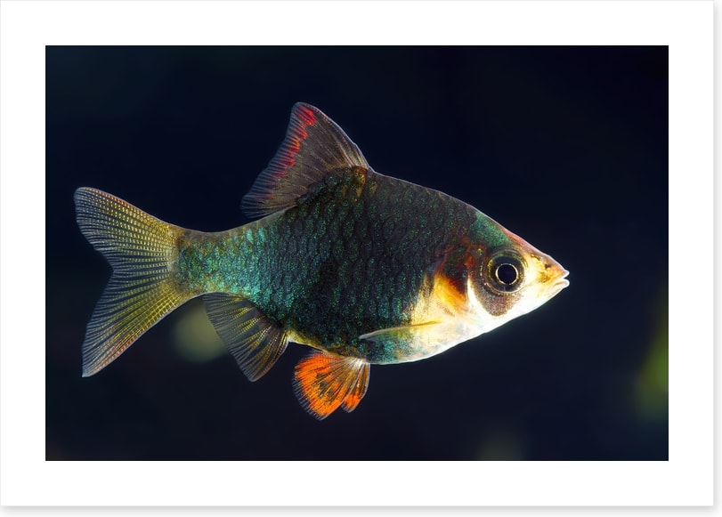 Fish / Aquatic