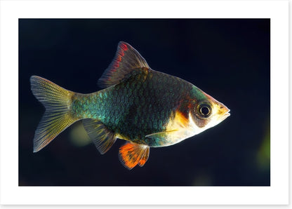 Fish / Aquatic