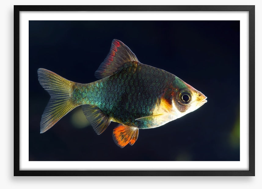 Fish / Aquatic