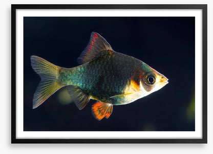 Fish / Aquatic