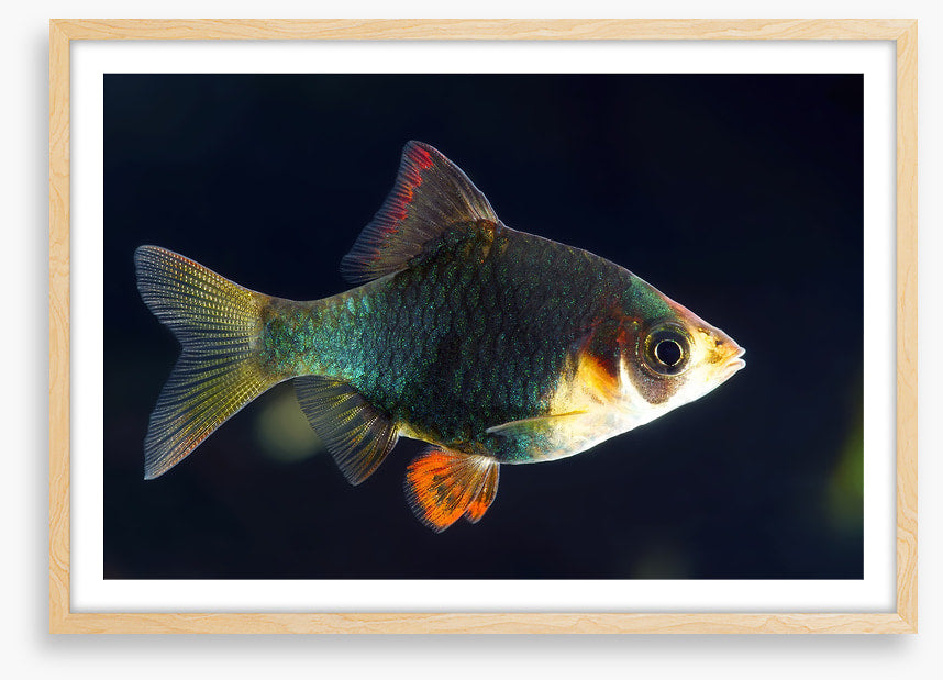 Fish / Aquatic