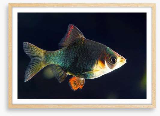 Fish / Aquatic