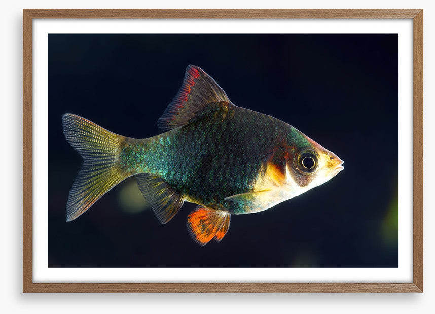 Fish / Aquatic
