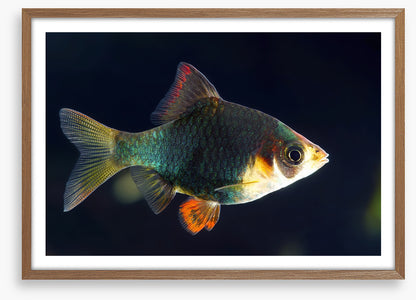 Fish / Aquatic