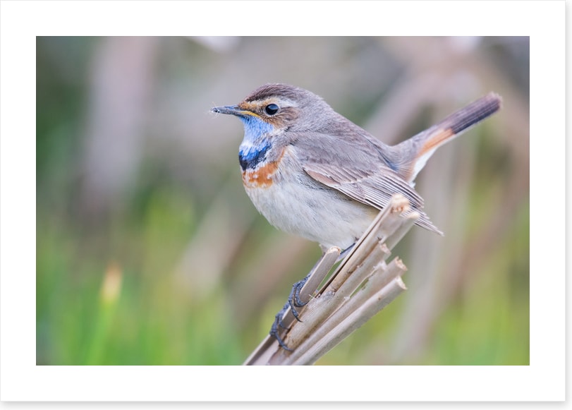 Bluethroat balance