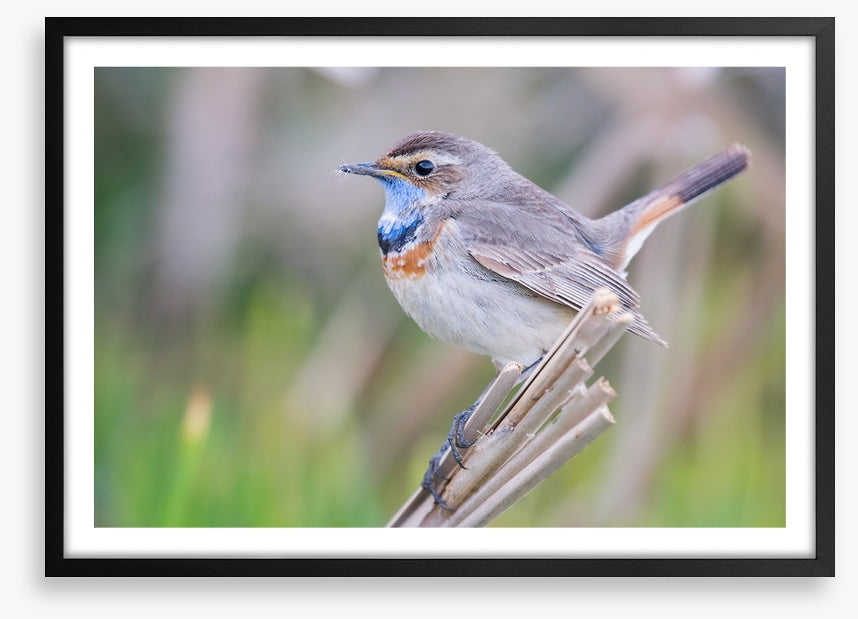 Bluethroat balance