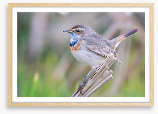 Bluethroat balance