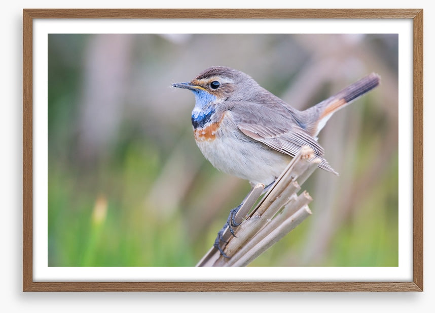 Bluethroat balance