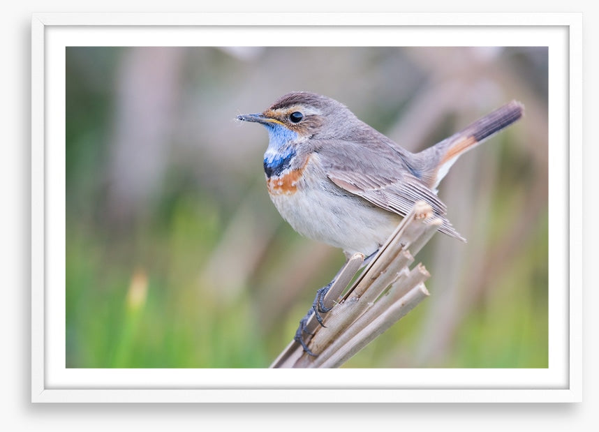 Bluethroat balance