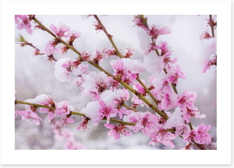 Snow blossom branch