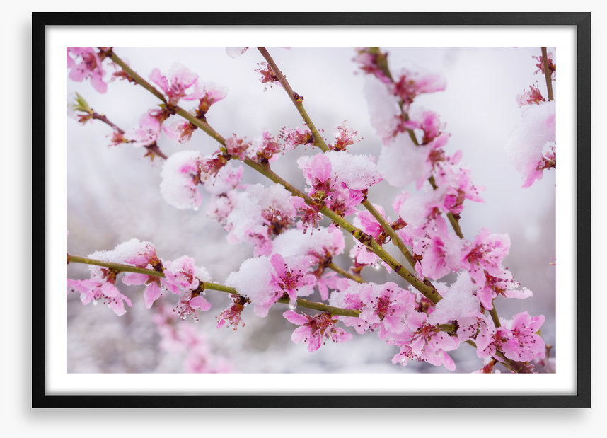 Snow blossom branch